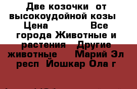 Две козочки  от высокоудойной козы › Цена ­ 20 000 - Все города Животные и растения » Другие животные   . Марий Эл респ.,Йошкар-Ола г.